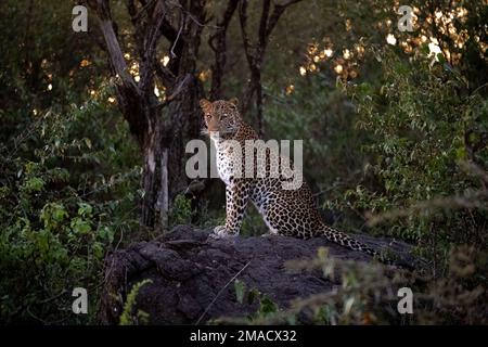 Leopardo arroccato di notte Foto Stock