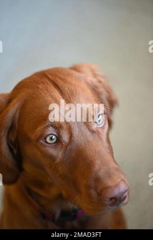 Ritratto di un cucciolo ungherese Vizsla di 6 mesi. Foto Stock