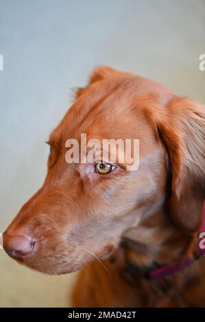 Ritratto di un cucciolo ungherese Vizsla di 6 mesi. Foto Stock