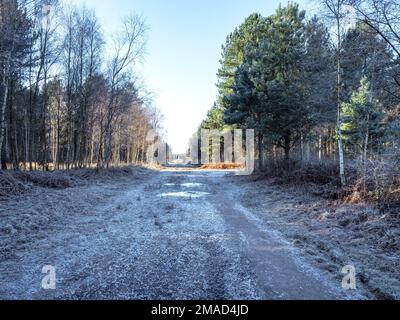 Mattina gelida a Allerthorpe Woods, East Yorkshire, Inghilterra Foto Stock