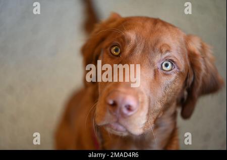 Ritratto di un cucciolo ungherese Vizsla di 6 mesi. Foto Stock