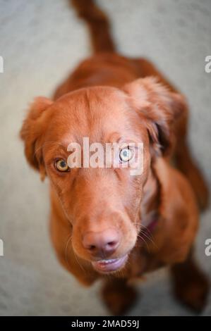 Ritratto di un cucciolo ungherese Vizsla di 6 mesi. Foto Stock