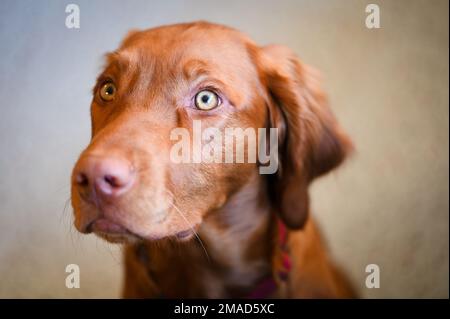 Ritratto di un cucciolo ungherese Vizsla di 6 mesi. Foto Stock