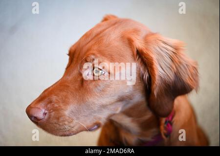 Ritratto di un cucciolo ungherese Vizsla di 6 mesi. Foto Stock