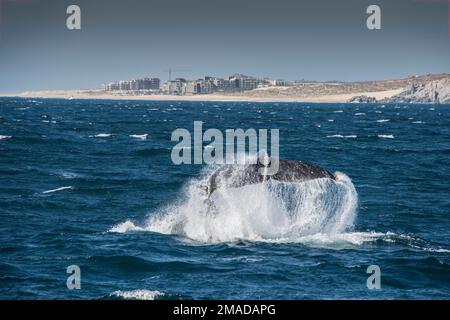 Balena rotta e ritorno in basso, coda che mostra sopra la superficie, Cabo San Lucas, Riviera messicana, Messico. Foto Stock