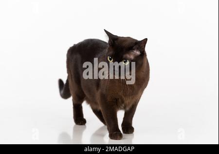 Bellissimo studio fotografico Cat birmano. Foto Stock