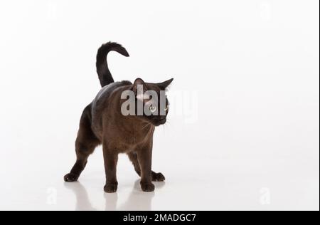 Bellissimo studio fotografico Cat birmano. Foto Stock