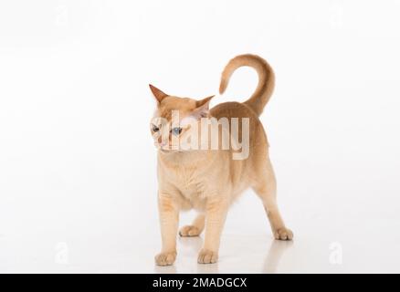 Bellissimo studio fotografico Cat birmano. Foto Stock