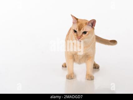 Bellissimo studio fotografico Cat birmano. Foto Stock