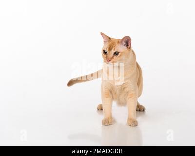 Bellissimo studio fotografico Cat birmano. Foto Stock