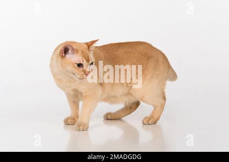 Bellissimo studio fotografico Cat birmano. Foto Stock