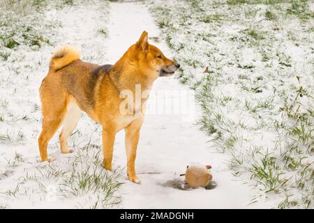 Shiba Inu Dog in piedi nella neve Foto Stock