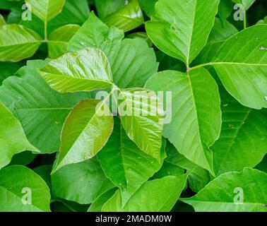 Avvelenamento Ivy crescere in primavera: Una grande zona delle piante velenose lungo il lato di un percorso. Spiccano le foglie lucide di una pianta. Foto Stock