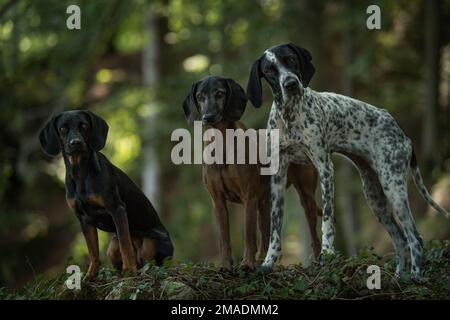 Tre cani in una foresta Foto Stock