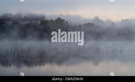 Misty Lake at Dawn: La nebbia sorge sulla superficie calma di un lago del Quebec. Erbacce nei shallows e strati di foresta in lontananza. come il sole comincia ad illuminare il cielo. Foto Stock