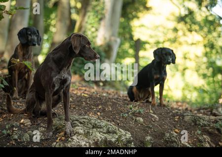 Tre cani in una foresta Foto Stock