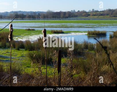 Torrushes in prati d'acqua congelati Aynho Oxfordshire Foto Stock