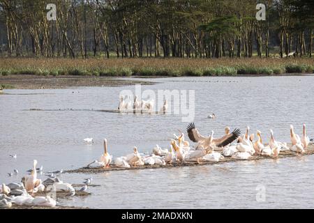 Seagaulls al Lago Nakura Foto Stock