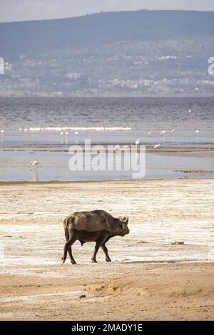 Seagaulls al Lago Nakura Foto Stock