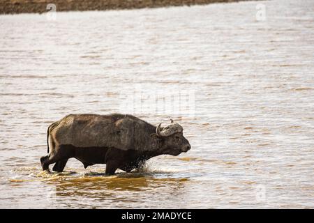 Seagaulls al Lago Nakura Foto Stock