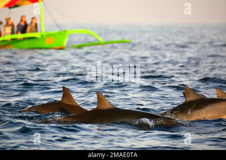 Delfino Spinner, Ostpazifischer Delfin, Dauphin à Long bec, Stenella longirostris, trópusi delfin, osservazione dei delfini a Lovina Beach, Bali, Indonesia Foto Stock