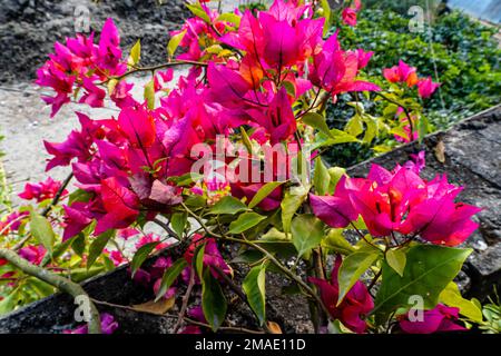 La luminosa bouganvillea fiorisce all'ultimo piano. Varietà gialle di fiore Bougenvillia Foto Stock