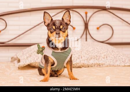 Il cane è seduto a letto in abiti. Un cane adulto di razza piccola tricolore a pelo corto chihuahua. Foto Stock