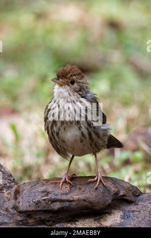 puff tirato babbiatore che si aggira sul terreno bellissimo primo piano shot di un uccello birdwatching india Foto Stock