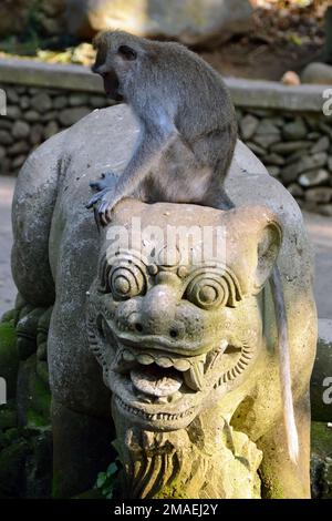 Macaco che mangia granchi, Javaneraffe, Macaca fascicularis, Ubud Monkey Forest, Mandala Suci Wenara Wana, Ubud, Gianyar regency, Bali, Indonesia, Asia Foto Stock