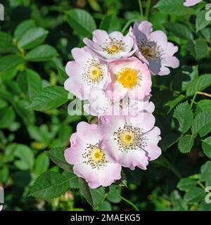 Fioritura rosa canina, Rosa canina, in primavera Foto Stock