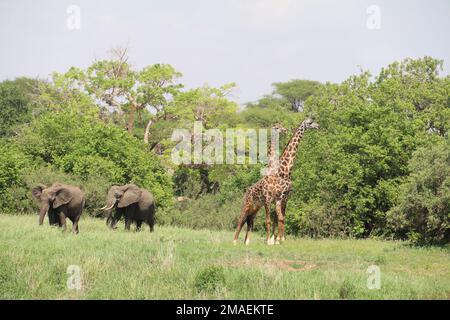 fauna selvatica Foto Stock