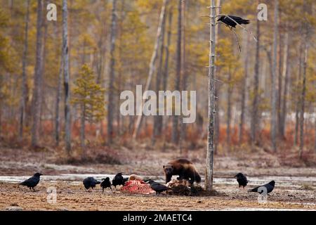 Un gruppo di corvi e un wolverine che mangia un animale morto nella foresta Foto Stock