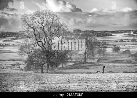 Scena di neve bianca e nera, compreso un camminatore del cane. Guardando di fronte alla Foresta di Bowland da Back Lane, Long Preston Foto Stock