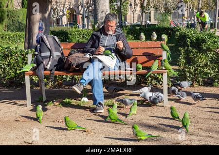 Barcellona, Spagna, 14 dicembre 2018: L'uomo nutre pappagalli e piccioni nel parco cittadino di Barcellona Foto Stock