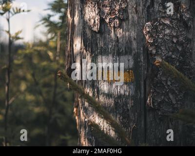 Particolare del segno del sentiero escursionistico dipinto su un albero. Foto Stock