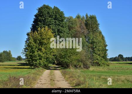 Una strada sterrata e sabbiosa tra prati e campi conduce direttamente all'ombra degli alberi in una giornata calda. Foto Stock