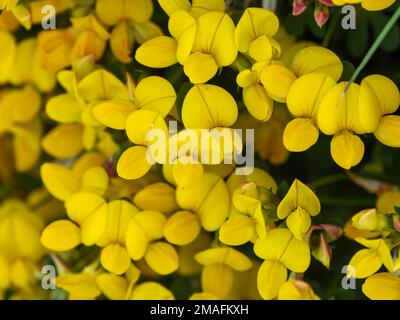 Un sacco di fiori con petali gialli. Fiori della pianta ulex, macro. La pianta è in fiore. Petali gialli in macro Foto Stock