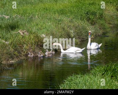 La famiglia del cigno. Due cigni bianchi adulti con diversi pulcini sulla superficie del torrente vicino alla riva. Uccelli in natura. Cigno bianco sull'acqua Foto Stock