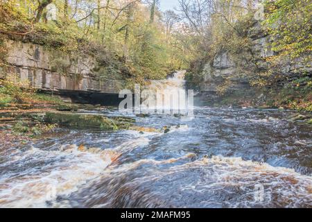 Un Walden Beck molto gonfio tuona sopra la cascata di Cauldron Force sotto il sole pallido dell'autunno. West Burton, Wensleydale, Yorkshire Dales National Park Foto Stock