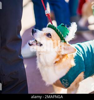 Ritratto di corgi gallesi dolci in abito nazionale, St. Il carnevale di Patrick's Day Foto Stock