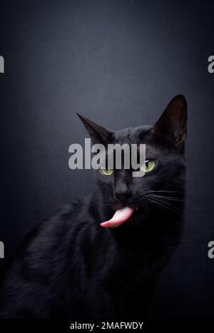 gatto nero malvagio che si stacca la lingua lunga su sfondo nero con spazio di copia Foto Stock