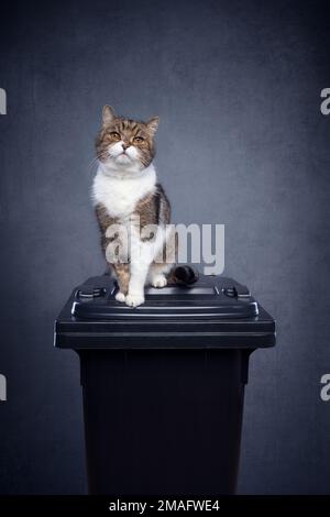 gatto seduto sul thrashcan per rifiuti residui su fondo grigio in cemento con spazio copia. immagine concettuale per l'inquinamento da lettiere di gatti minerali Foto Stock