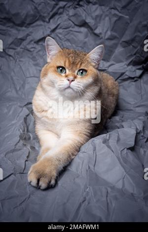 cute lanuginoso gatto shorthair britannico che riposa su carta stropicciata guardando il ritratto della macchina fotografica Foto Stock