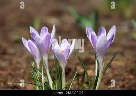 I fiori di Crocus fioriscono nel giardino primaverile. Zafferano viola in giornata di sole Foto Stock