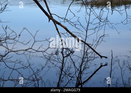 Tree Branch tuffandosi in lago parzialmente congelato Foto Stock