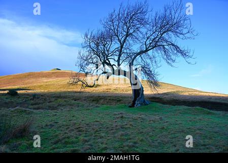 Il Frudy Tree Glendevon Perthshire Foto Stock