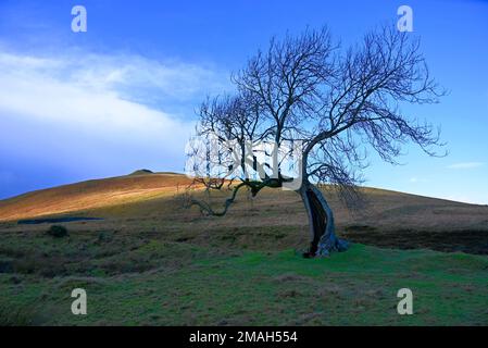 Il Frudy Tree Glendevon Perthshire Foto Stock