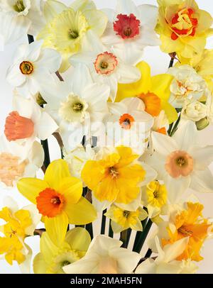 Varietà di daffodils. Foto Stock
