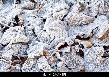 Primo piano della figliata di foglie di vari alberi giacenti sul terreno coperto da un forte gelo dopo una notte invernale estremamente fredda. Foto Stock