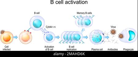 Attivazione dei leucociti delle cellule B. Cellule realistiche trasparenti del sistema immunitario adattivo e innato. poster vettoriale Illustrazione Vettoriale